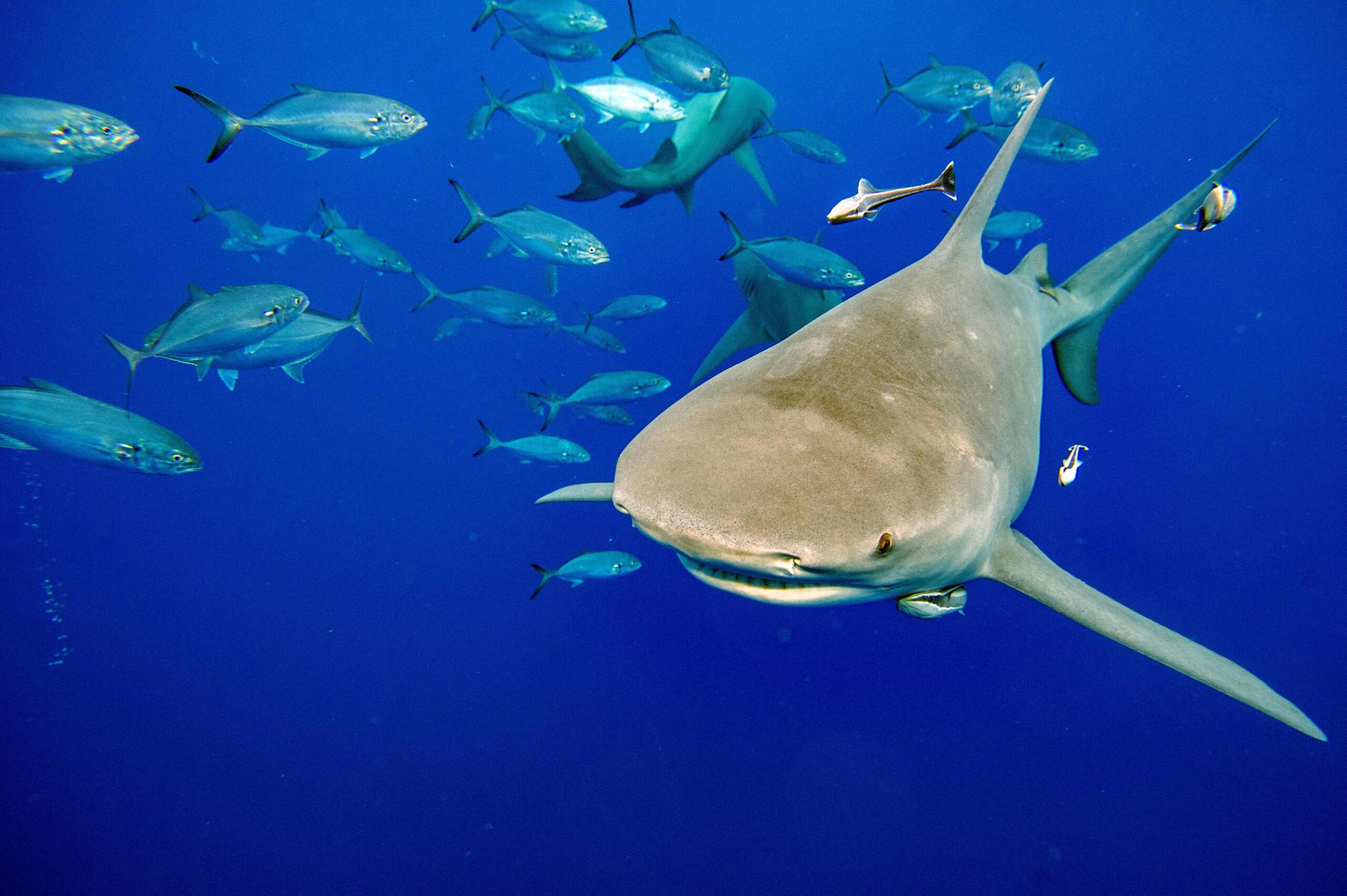 India and Oman to conduct research on sharks in the Arabian Sea